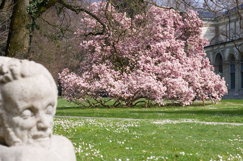 Pflege von Park- und Grünanlagen Werkhof Stadt Baden - blühende Bäume und Sträucher im Kurpark
