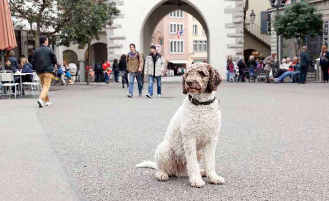 Hundehaltung, Hundetaxe Stadt Baden - Hund auf dem Schlossbergplatz Baden